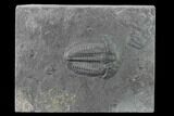 Elrathia Trilobite Fossil - Utah - House Range #139628-1